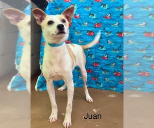 Beagle-Chihuahua Mix Dogs for adoption in Virginia Beach, VA, USA