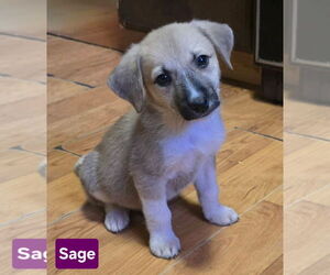 German Shepherd Dog-Unknown Mix Dogs for adoption in Alexander, AR, USA