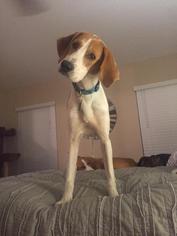 Treeing Walker Coonhound Dogs for adoption in Elkton, FL, USA
