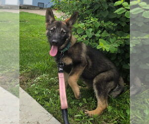 German Shepherd Dog-Norwegian Elkhound Mix Dogs for adoption in Minneapolis, MN, USA