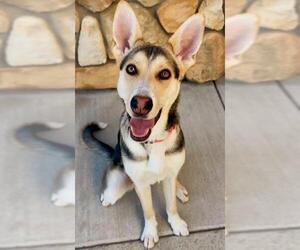 German Shepherd Dog Dogs for adoption in Sacramento, CA, USA