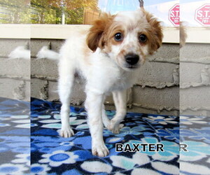 Cavapoo Dogs for adoption in Lindsay, CA, USA