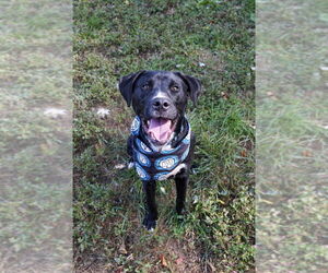 American Pit Bull Terrier-Labrador Retriever Mix Dogs for adoption in Bethesda, MD, USA