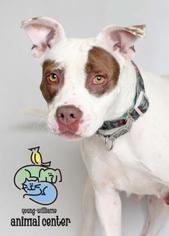 American Pit Bull Terrier-Unknown Mix Dogs for adoption in Knoxville, TN, USA