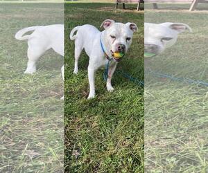 Argentinian Mastiff-Eurasier Mix Dogs for adoption in Front Royal, VA, USA