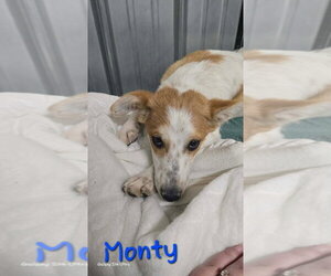 Mutt Dogs for adoption in Foristell, MO, USA