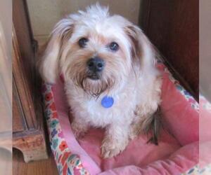 Havanese Dogs for adoption in Apple Valley, CA, USA