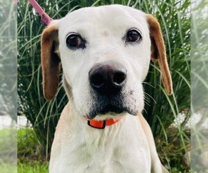 Beagle Dogs for adoption in Mooresville, IN, USA