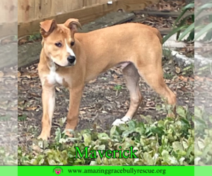 Labrador Retriever-Unknown Mix Dogs for adoption in Pensacola, FL, USA