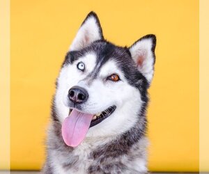 Siberian Husky Dogs for adoption in Pasadena, CA, USA