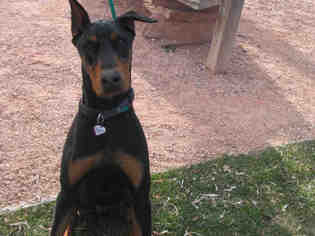 Doberman Pinscher Dogs for adoption in Fort Collins, CO, USA