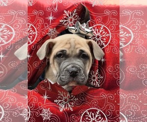 American Pit Bull Terrier-American Staffordshire Terrier Mix Dogs for adoption in Germantown, OH, USA