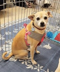 Chug Dogs for adoption in Surprise, AZ, USA