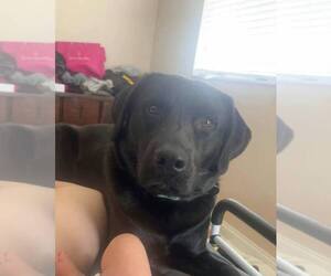 Labrador Retriever Dogs for adoption in Palatine/Kildeer/Buffalo grove, IL, USA