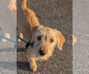 Mutt Dogs for adoption in Germantown, OH, USA