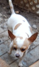 Chihuahua Dogs for adoption in Anderson, SC, USA