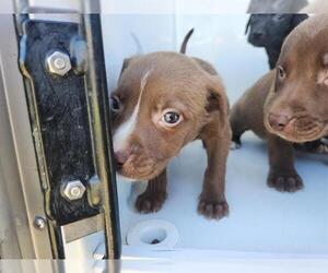 Staffordshire Bull Terrier-Unknown Mix Dogs for adoption in Houston, TX, USA