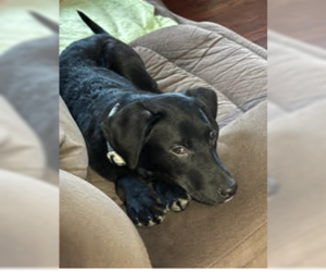 Labrador Retriever-Unknown Mix Dogs for adoption in Plainfield, IL, USA