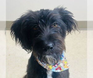 Mutt Dogs for adoption in Canton, CT, USA