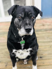 Labrador Retriever Dogs for adoption in Ferndale, WA, USA