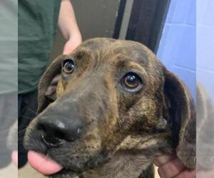 Plott Hound Dogs for adoption in Zanesville, OH, USA