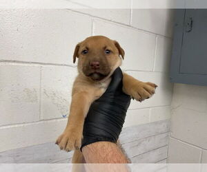 American Pit Bull Terrier Dogs for adoption in San Bernardino, CA, USA