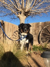 Border-Aussie Dogs for adoption in Apple Valley, CA, USA