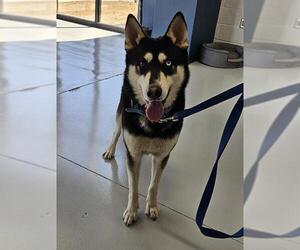 - Mix Dogs for adoption in Temple, TX, USA
