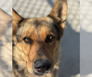 German Shepherd Dog Dogs for adoption in Tulsa, OK, USA