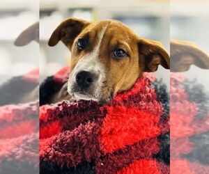 Labrador Retriever-Unknown Mix Dogs for adoption in Westminster, MD, USA