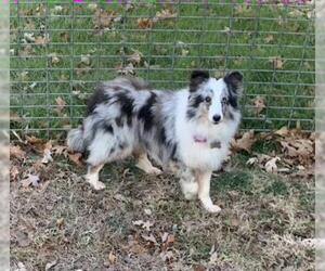 Mutt Dogs for adoption in Wamego, KS, USA