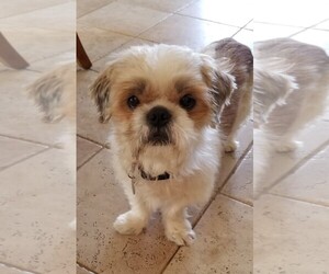 Shih Tzu Dogs for adoption in Placentia, CA, USA