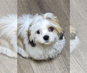 Lhasa Apso-Unknown Mix Dogs for adoption in Farmington, MN, USA