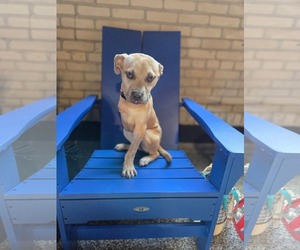 American Staffordshire Terrier-Unknown Mix Dogs for adoption in Hillsboro, NH, USA