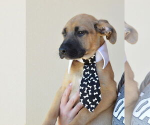Labrador Retriever-Unknown Mix Dogs for adoption in McKinney, TX, USA