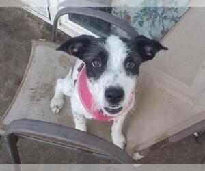 Jack Russell Terrier Dogs for adoption in danville, CA, USA
