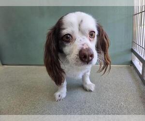 Chiweenie Dogs for adoption in San Clemente, CA, USA
