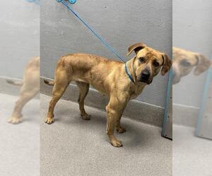 American Pit Bull Terrier-Unknown Mix Dogs for adoption in Las Vegas, NV, USA