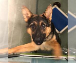 German Shepherd Dog Dogs for adoption in Peoria, IL, USA