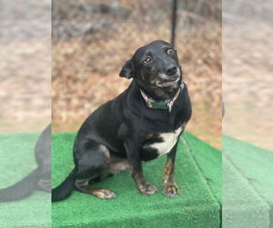 Mutt Dogs for adoption in Lakemont, GA, USA