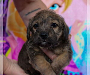 Dachshund-Unknown Mix Dogs for adoption in Weston, FL, USA