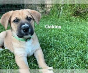 American Pit Bull Terrier-Unknown Mix Dogs for adoption in Rancho Cucamonga, CA, USA