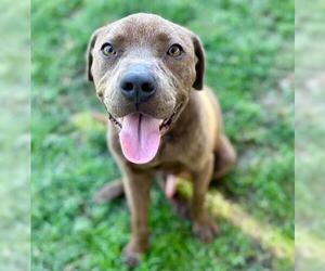 Labrador Retriever Dogs for adoption in Riverside, CA, USA