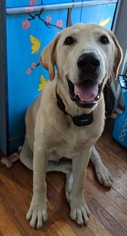 Labrador Retriever Dogs for adoption in Albany, NH, USA