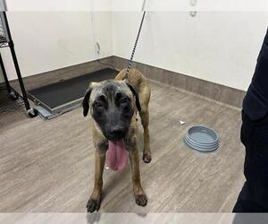 Mutt Dogs for adoption in Pasadena, CA, USA