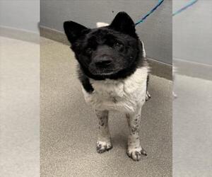 Akita-Unknown Mix Dogs for adoption in Las Vegas, NV, USA