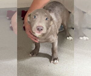 Catahoula Leopard Dog-Labrador Retriever Mix Dogs for adoption in Sanford, FL, USA