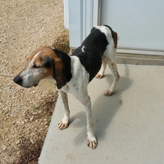 Treeing Walker Coonhound Dogs for adoption in Maquoketa, IA, USA