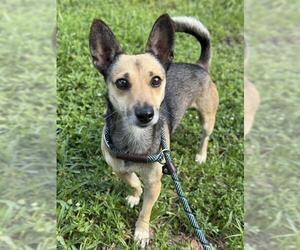 Chihuahua-German Shepherd Dog Mix Dogs for adoption in Fort Lauderdale, FL, USA