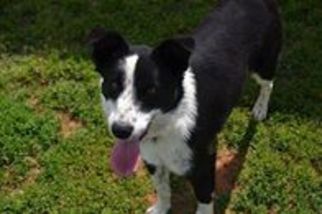 Border Collie Dogs for adoption in Athens, AL, USA